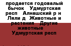 продается годовалый бычок - Удмуртская респ., Алнашский р-н, Ляли д. Животные и растения » Другие животные   . Удмуртская респ.